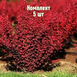 Комплект 5шт / Барбарис Ред Рокет