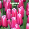 Комплект 5шт / Тюльпан Лорнах: фото и описание