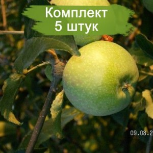 Комплект 5шт / Яблоня Кутузовец