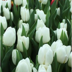 Тюльпан Вайт Династия (Dynasty)